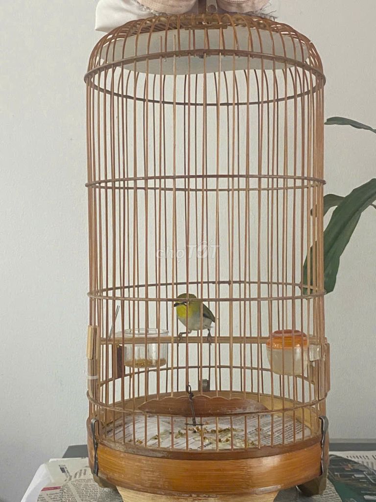 Chim khuyên trống to. Mua bán Chim tại Quận 12 Tp Hồ Chí Minh được đăng bởi tieu mi hình 1