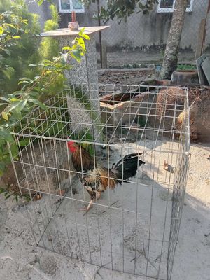 3k gần 3k1. Mua bán Gà tại Huyện Thoại Sơn An Giang được đăng bởi Tuấn Kiệt