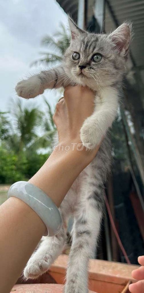 Mèo ALN màu Tappy. Mua bán Mèo tại Quận Ninh Kiều Cần Thơ được đăng bởi Penta Store hình 3