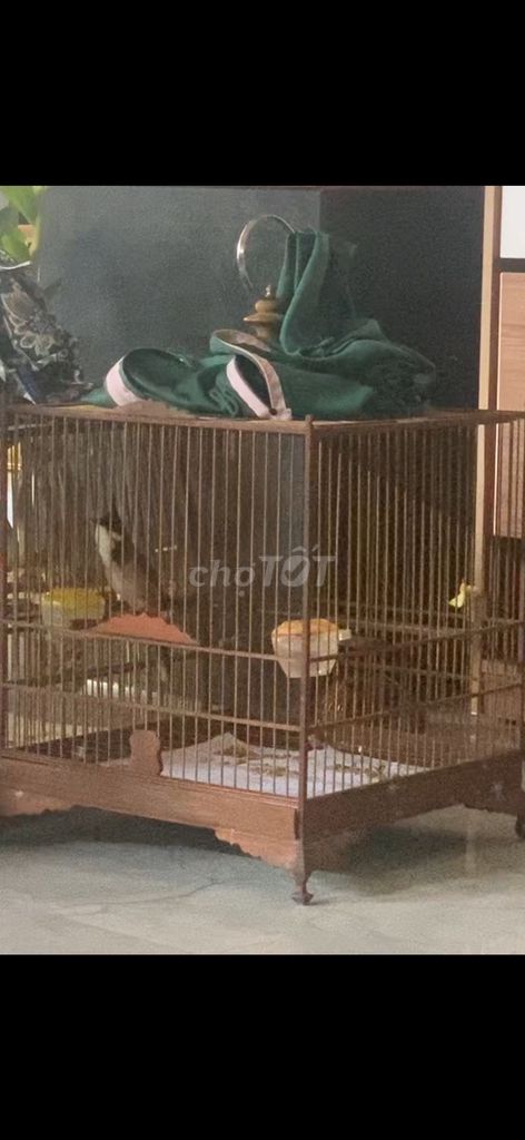 Chim bổi 1 mùa lồng mới xong lông. Mua bán Chim tại Thị xã Hương Trà Thừa Thiên Huế được đăng bởi Nghĩa Trần Văn hình 1