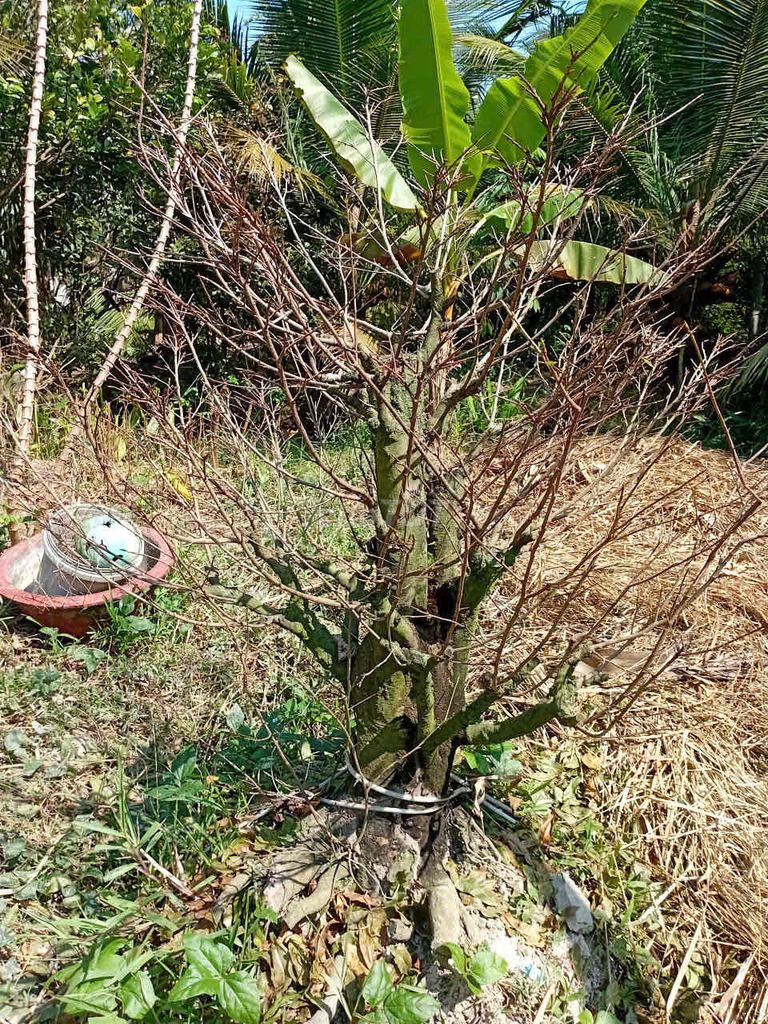 Mai kiểng cổ thụ hoành 70cm. Mua bán Cây cảnh, đồ trang trí tại Huyện Châu Thành Bến Tre được đăng bởi Bùi Thanh Trung hình 1