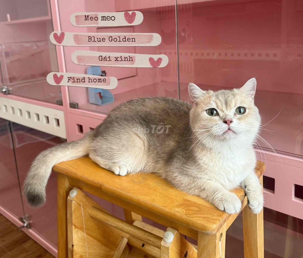 Mèo Blue Golden cái. Mua bán Mèo tại Quận 7 Tp Hồ Chí Minh được đăng bởi Pet Idol hình 1