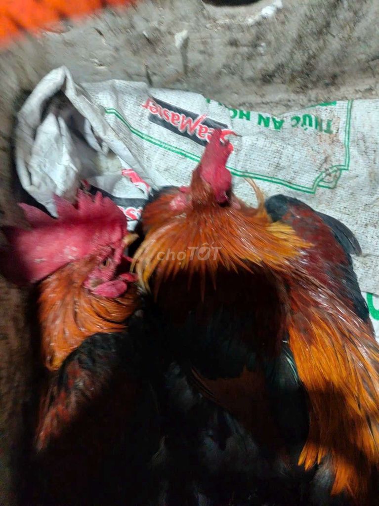 Bán gà thịt dai ngon. Mua bán Gà tại Quận Cẩm Lệ Đà Nẵng được đăng bởi hoàng gà  hình 1