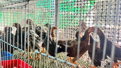 Gà Tre Bắc Kiểng. Mua bán Gà tại Thành phố Thủ Dầu Một Bình Dương được đăng bởi CậuChủNhỏ