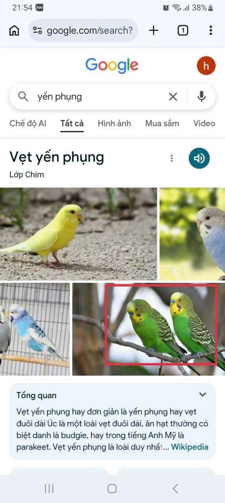 Chim Vẹt yến phụng Vàng, Xanh lá, Xanh dương. Mua bán Chim tại Quận Long Biên Hà Nội được đăng bởi tổng kho gia dụng  hình 1