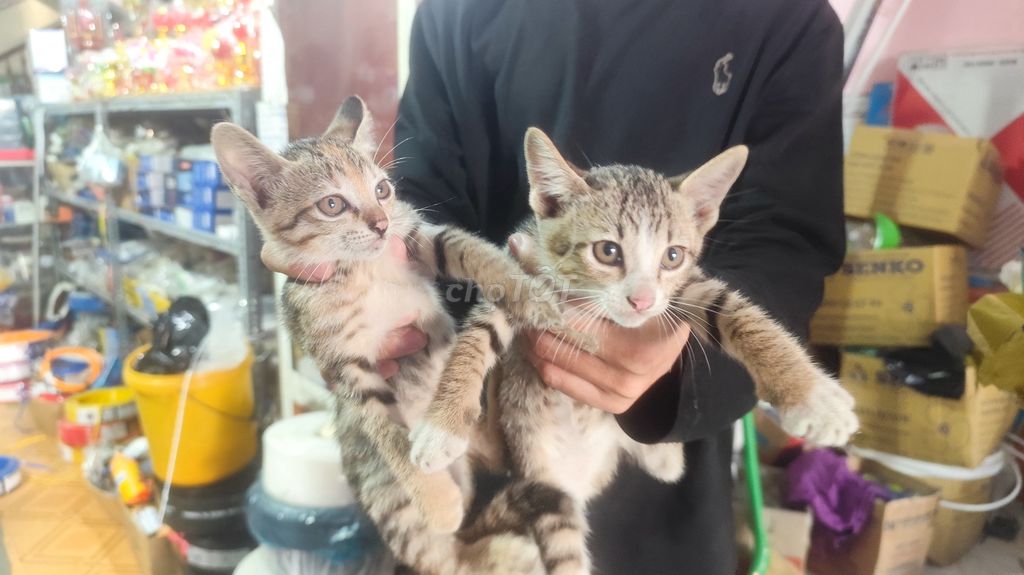 Tặng Mèo Ta.. Mua bán Mèo tại Huyện Phù Cát Bình Định được đăng bởi Hoàng Phúc Đặng hình 1