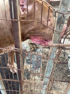 do k có thời gian chăm e muốn để ai lm giống ạ.. Mua bán Chó tại Thành phố Bắc Giang Bắc Giang được đăng bởi Nguyen van duan