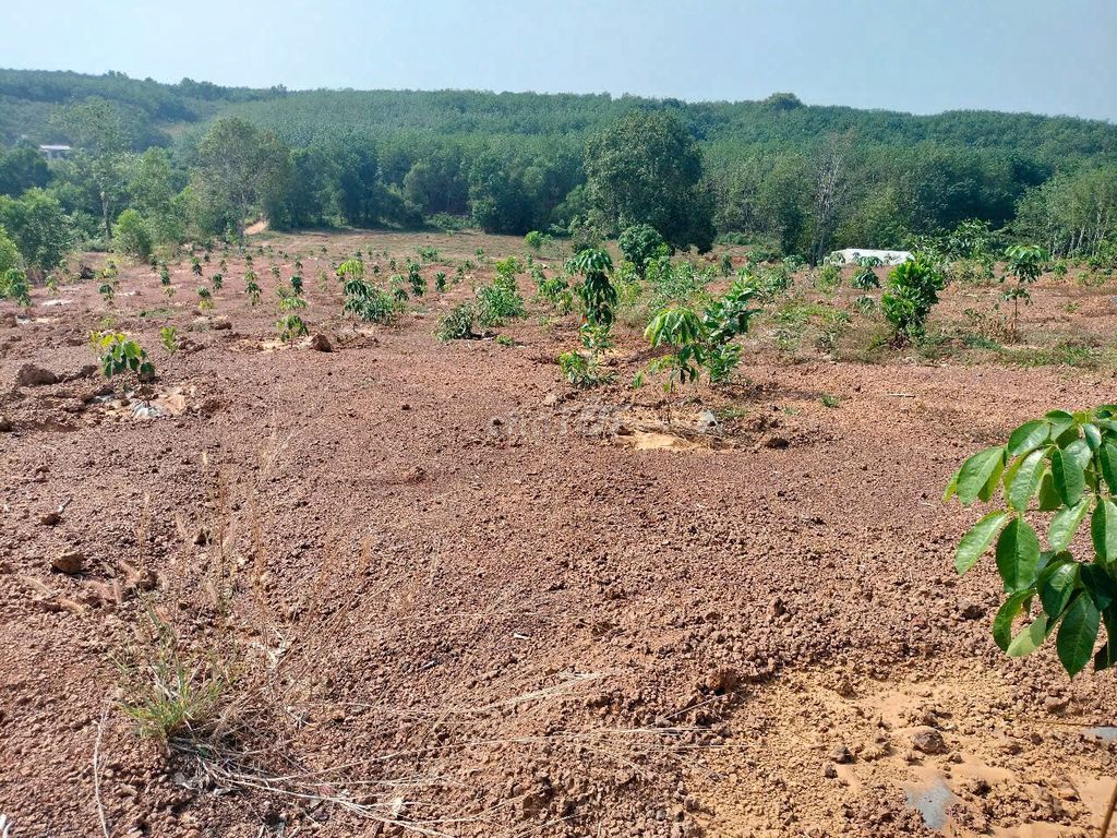 CHÍNH CHỦ BÁN MẢNH ĐẤT ĐẸP TẠI XÃ TÂN THÀNH, TP ĐỒNG XOÀI, BÌNH PHƯỚC