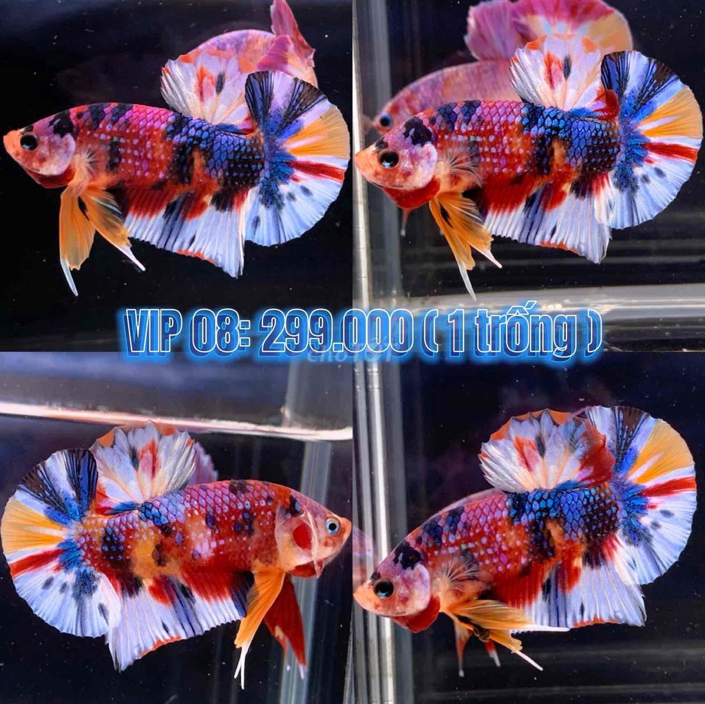 cá Betta Koi Multicolor Metallic