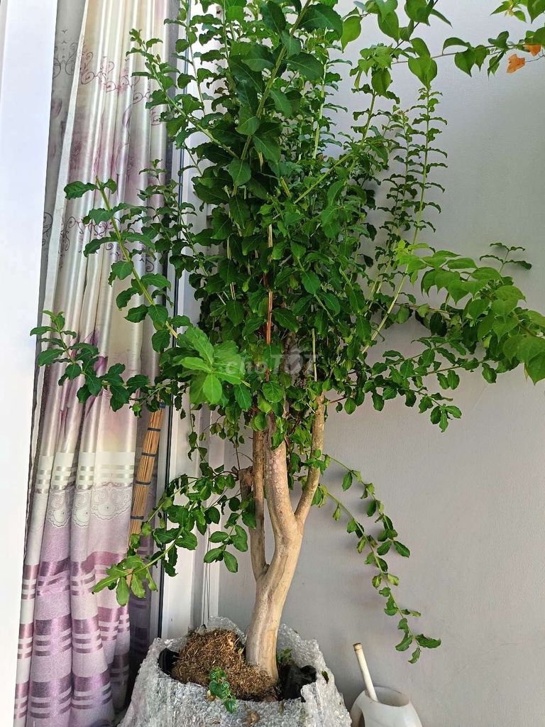 Cây Tường Vi Đỏ gốc to. Mua bán Cây cảnh, đồ trang trí tại Quận Phú Nhuận Tp Hồ Chí Minh được đăng bởi Hoangnam hình 1