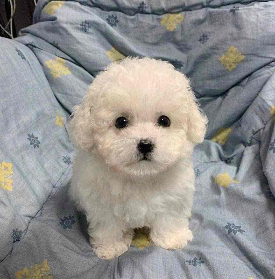 đàn poodle trắng tinh đã tiêm ngừa xổ giun
