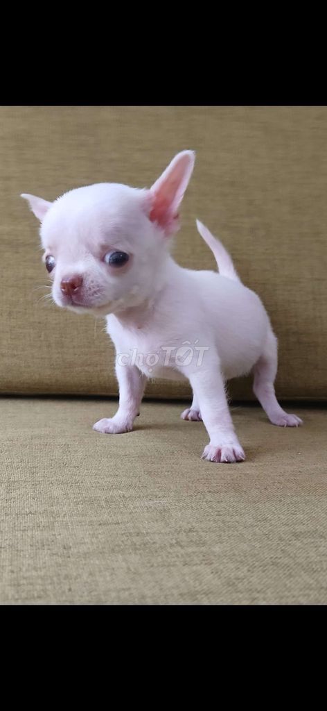 Chó Chihuahua cái 55 ngày đã tiêm. Mua bán Chó tại Quận 8 Tp Hồ Chí Minh được đăng bởi  Hiếu Vỏ hình 1