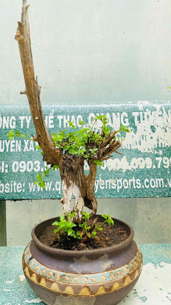 Cây cảnh Lũa thép Độc lạ. Mua bán Cây cảnh, đồ trang trí tại Quận 3 Tp Hồ Chí Minh được đăng bởi Nguyễn Minh Thơ hình 1