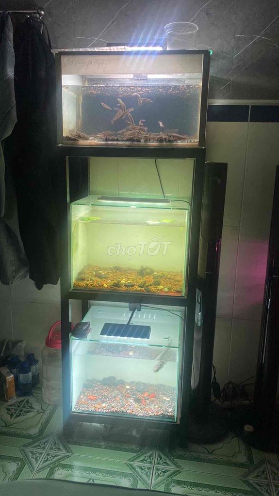 Hồ cá  40x30x30 3 tầng. Mua bán Phụ kiện, Thức ăn, Dịch vụ tại Huyện Trảng Bom Đồng Nai được đăng bởi Phúc Thịnh Nguyễn hình 1