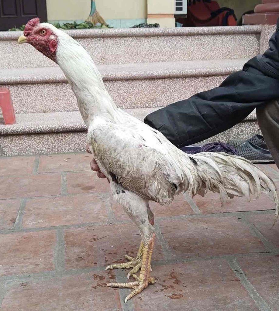 Gà chọi Bạch nhạn Thái Lan chân vàng trạng 29. Mua bán Gà tại Huyện Mê Linh Hà Nội được đăng bởi Nguyễn trung hiếu hình 1