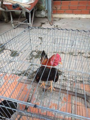 Gà tre đực màu đen, đỏ, trắng. Mua bán Gà tại Huyện Hóc Môn Tp Hồ Chí Minh được đăng bởi Phước Trọc 