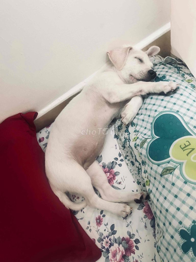 tặng bé cún 3 tháng. Mua bán Chó tại Huyện Bình Chánh Tp Hồ Chí Minh được đăng bởi Tris hình 1