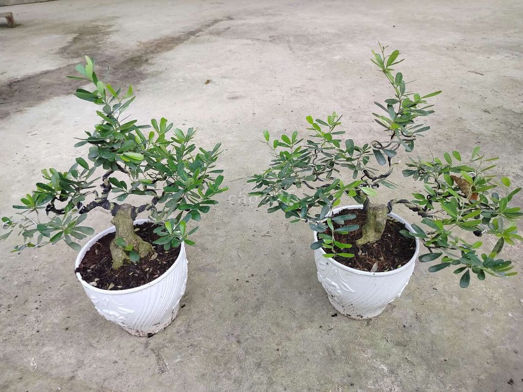 Cặp linh sam bonsai