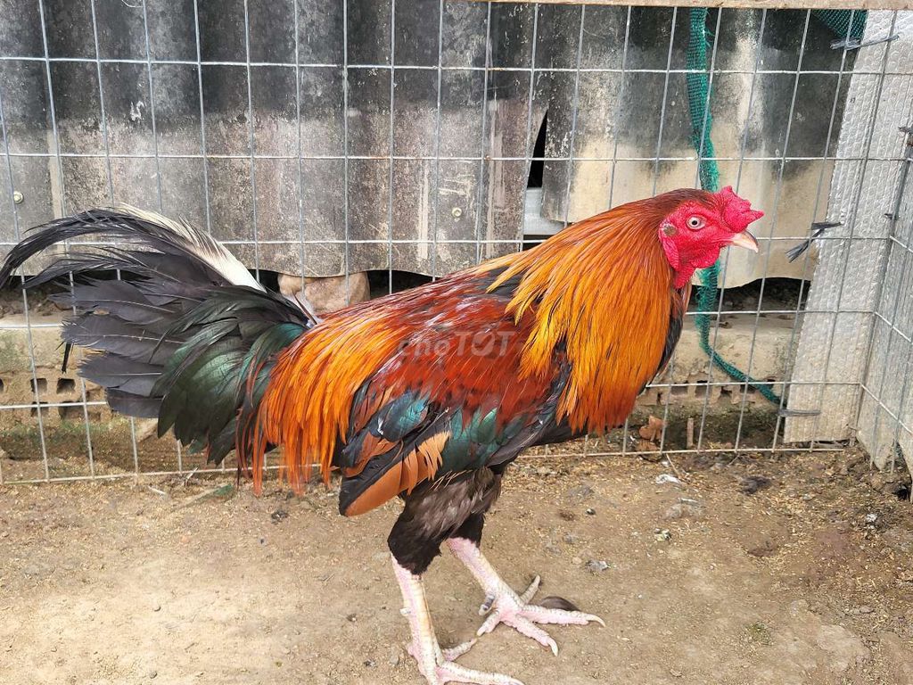 Gà chọi 2.9kg Đỏ, đen, cam. Mua bán Gà tại Huyện Chợ Gạo Tiền Giang được đăng bởi Trại gà nồi Trần Duy hình 1