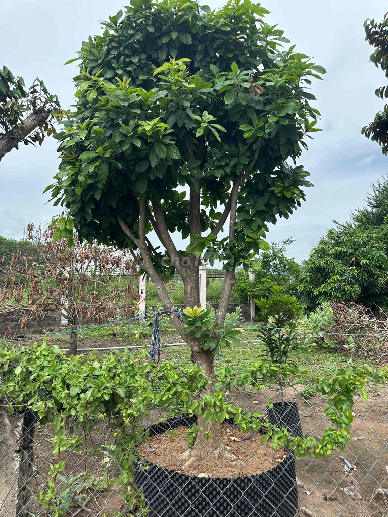 Cây Lộc Vừng đã dâm ủ kỹ. Mua bán Cây cảnh, đồ trang trí tại Huyện Hàm Thuận Bắc Bình Thuận được đăng bởi Son huynh hình 1