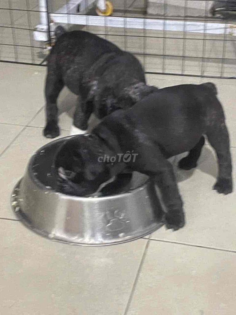 Chó nhà đẻ chuẩn pug Pháp. Mua bán Chó tại Quận 12 Tp Hồ Chí Minh được đăng bởi Anh Thư hình 6