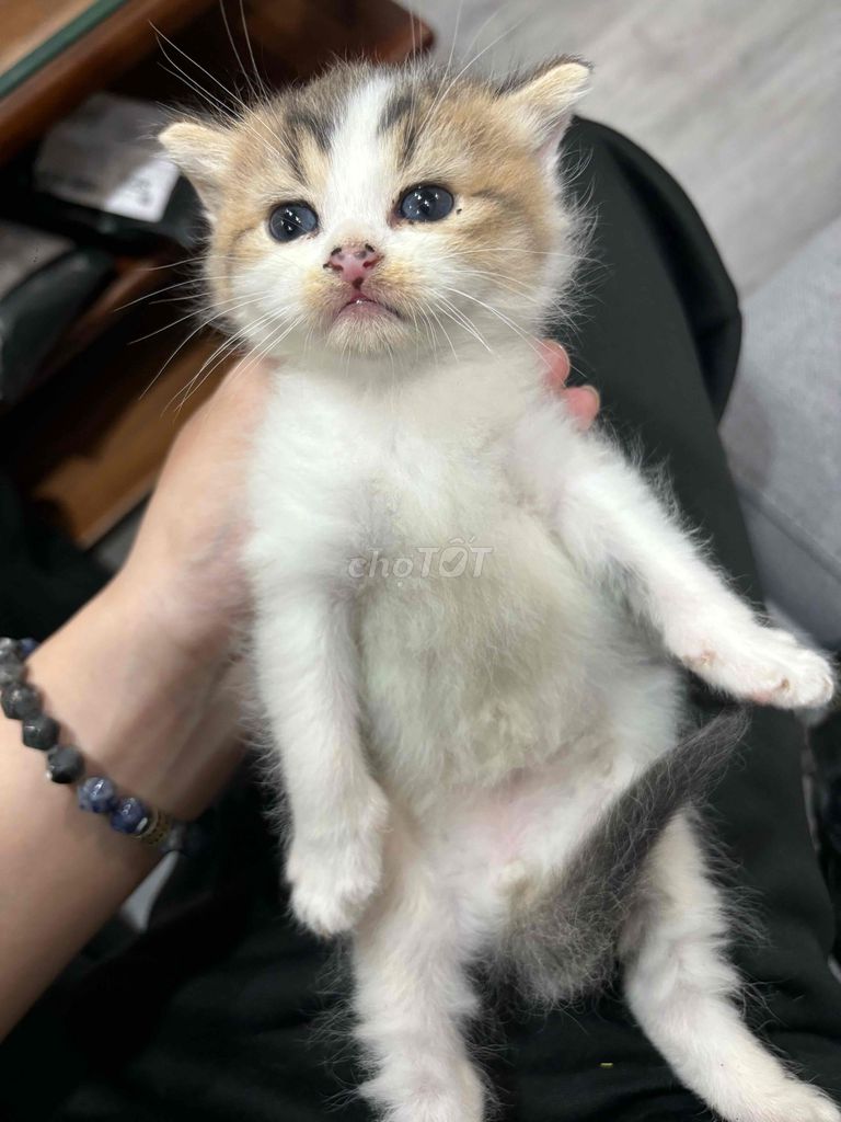 Mèo Tam thể đực. Mua bán Mèo tại Quận Long Biên Hà Nội được đăng bởi Trung Hoàng hình 1