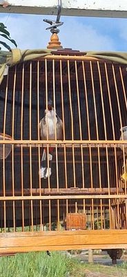 Hàng đấu, siêu mẫu bộ to lông mới. Nguyên bộ 2tr3. Mua bán Chim tại Thành phố Gia Nghĩa Đắk Nông được đăng bởi Thanh Trung