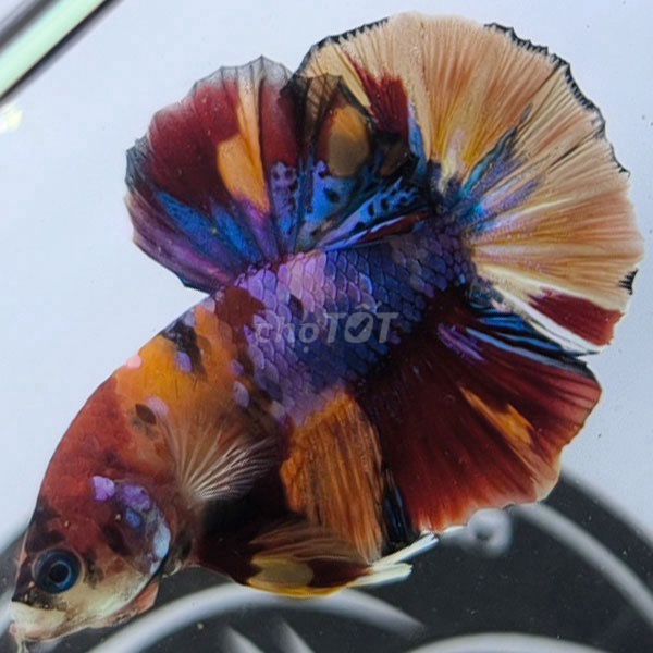 Cá Betta Galaxy Koi Halfmoon Đa sắc. Mua bán Thú cưng khác tại Quận Bình Thạnh Tp Hồ Chí Minh được đăng bởi Shop Heo Betta Shop hình 1