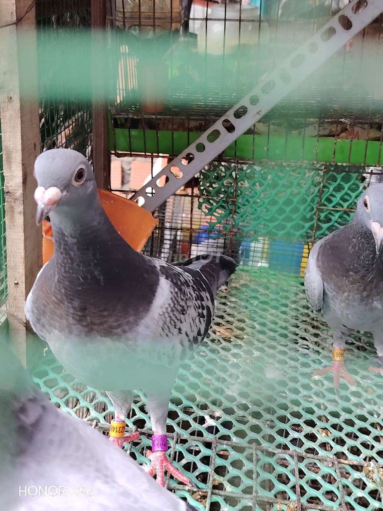 Chim bồ câu Thái đua con Xám trắng. Mua bán Chim tại Quận 11 Tp Hồ Chí Minh được đăng bởi Huỳnh Phát hình 1
