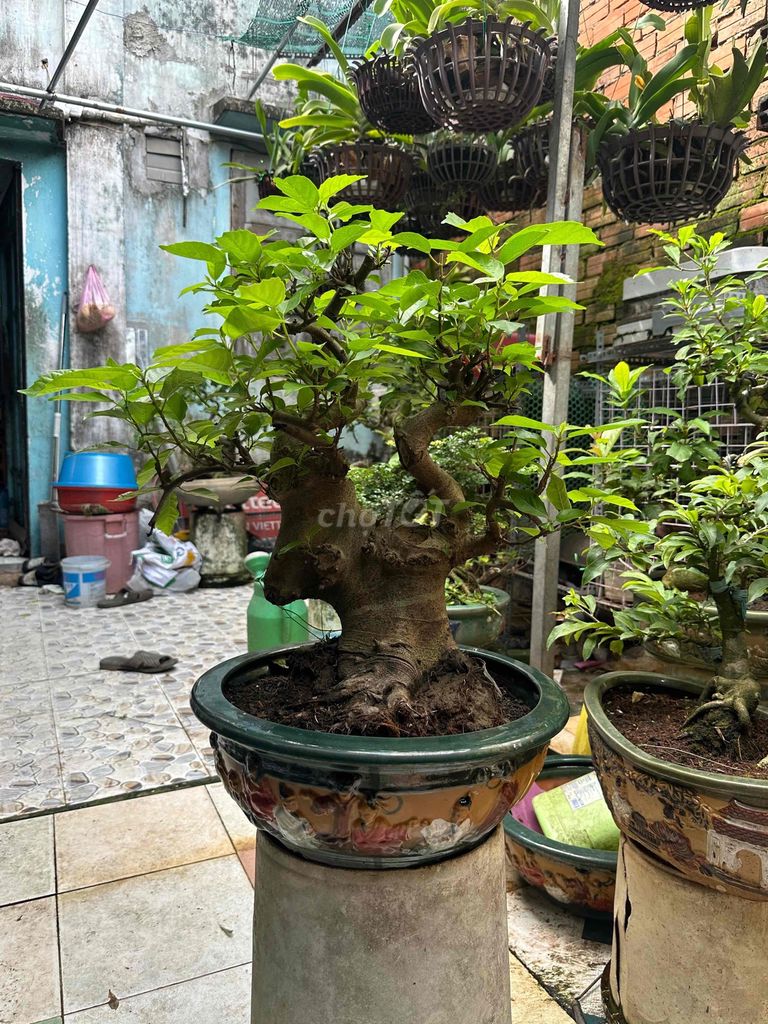 Cây sung thuần fom xanh mướtp. Mua bán Cây cảnh, đồ trang trí tại Huyện Củ Chi Tp Hồ Chí Minh được đăng bởi nguyễn quốc Thắng hình 1