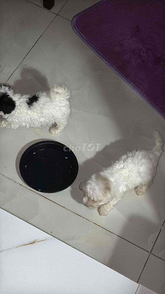 Chó Poodle Tini nhỏ Trắng đen 1 tháng. Mua bán Chó tại Huyện Nhà Bè Tp Hồ Chí Minh được đăng bởi Anh Trần hình 1