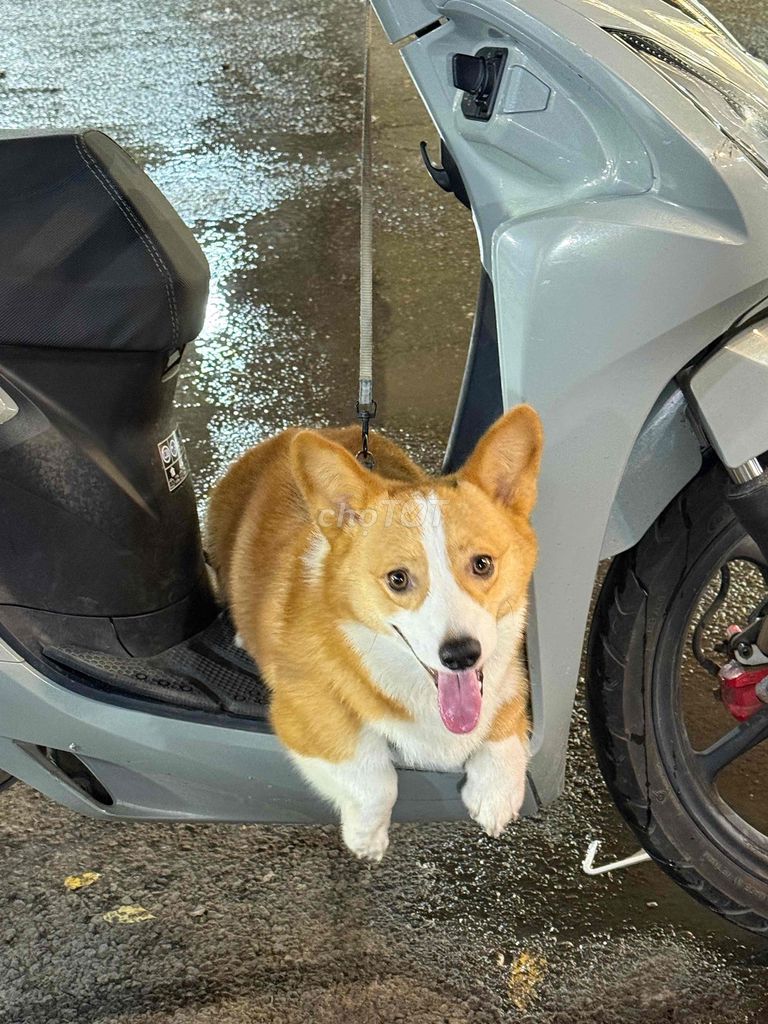 Chó Corgi đực hơn 1 tuổi. Mua bán Chó tại Quận Tây Hồ Hà Nội được đăng bởi Nguyễn Ngọc hình 1