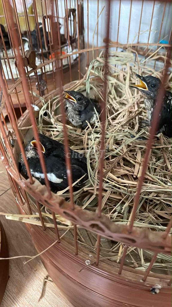 Chim Choè than non trống. Mua bán Chim tại Quận Bình Tân Tp Hồ Chí Minh được đăng bởi quốc huy hình 1