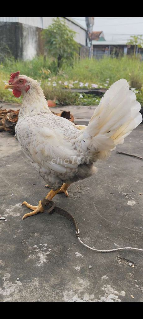 Gà Thái Mỹ mái 2.2kg Lỗi. Mua bán Gà tại Huyện Châu Thành Long An được đăng bởi Phuc Ga My hình 1