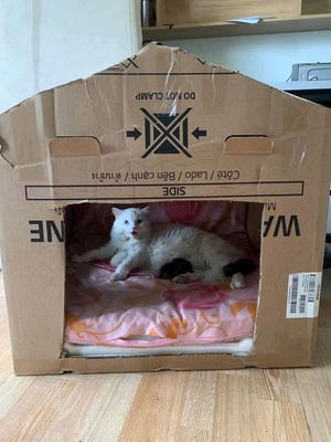 Mèo Anh lông dài 3 bé. Mua bán Mèo tại Quận Gò Vấp Tp Hồ Chí Minh được đăng bởi Phạm Anh