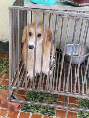 corgi cái 15 tháng đã đẻ một lứa lông dài