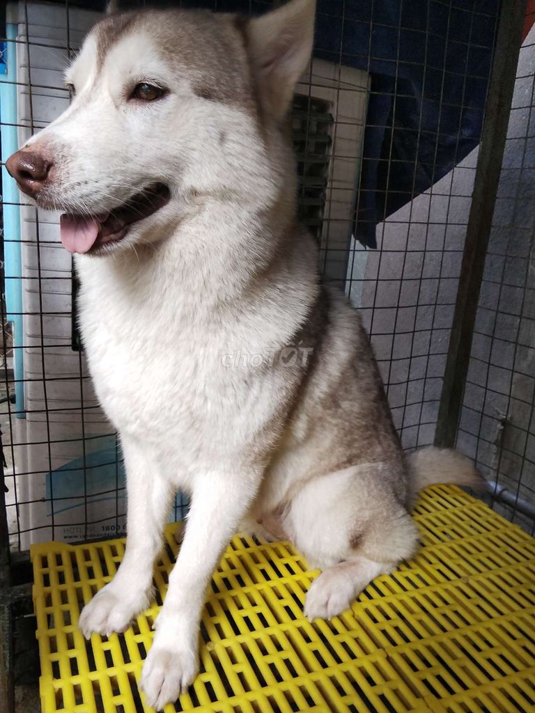 Husky Siberia thuần chủng