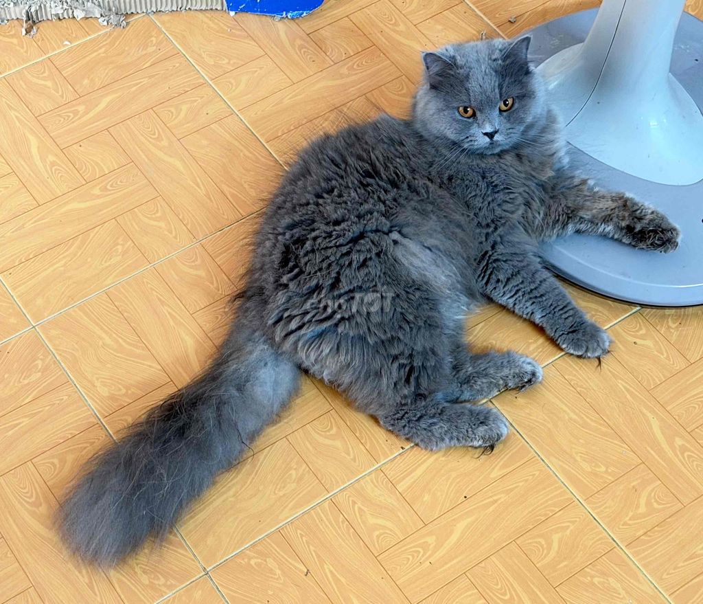 Mèo Anh lông dài lai Scottish Cái 1 năm. Mua bán Mèo tại Quận Gò Vấp Tp Hồ Chí Minh được đăng bởi Hoàng hình 1