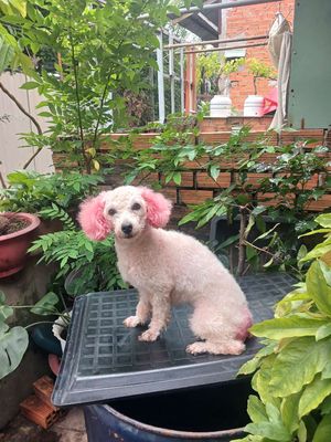 Bé Poodle cái tìm gia đình yêu thương. Mua bán Chó tại Quận 6 Tp Hồ Chí Minh được đăng bởi Thiện 6868