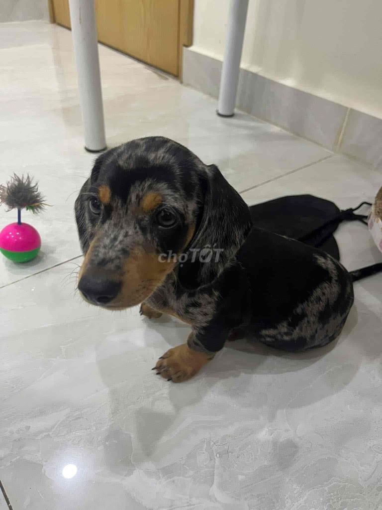 bé trai 4 tháng tuổi tìm nhà mới. Mua bán Chó tại Thành phố Vũng Tàu Bà Rịa - Vũng Tàu được đăng bởi Như Ý hình 3