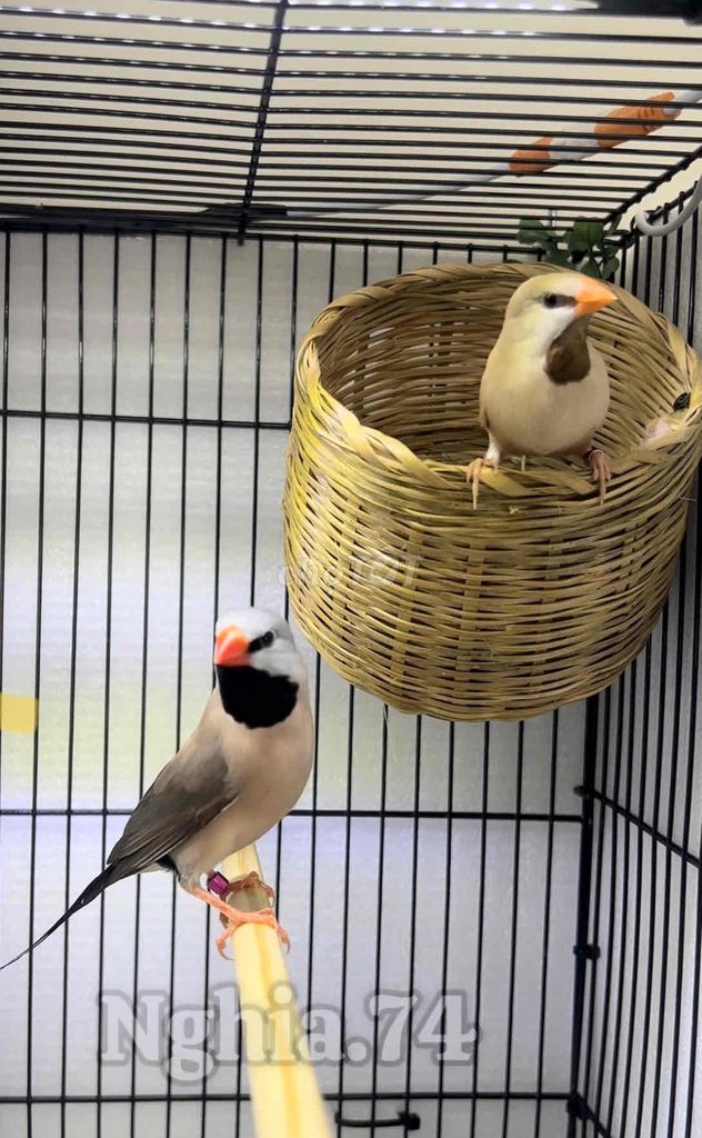 Chim Long Cơ. Mua bán Chim tại Thị xã Bến Cát Bình Dương được đăng bởi Nghĩa Finch hình 1