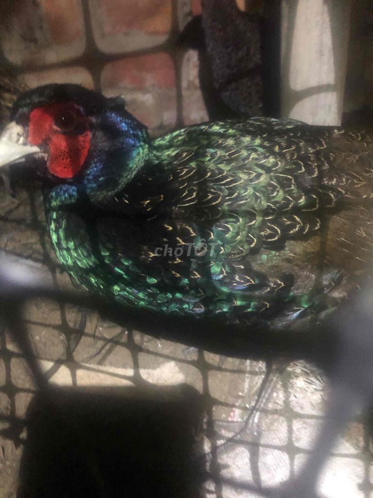 cần bán chim trĩ. Mua bán Chim tại Huyện Trà Ôn Vĩnh Long được đăng bởi vi Bon hình 1