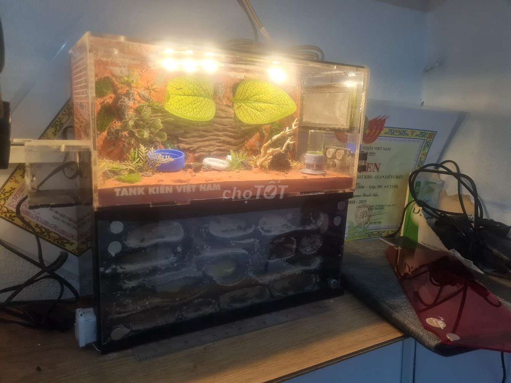 tank kiến 12x24x25 cm. Mua bán Sở thích khác tại Quận Liên Chiểu Đà Nẵng được đăng bởi Kin Lee hình 1