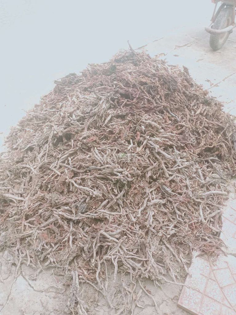 Rễ dừa mục Đồng Tháp. Mua bán Cây cảnh, đồ trang trí tại Huyện Châu Thành Đồng Tháp được đăng bởi Thach hình 1