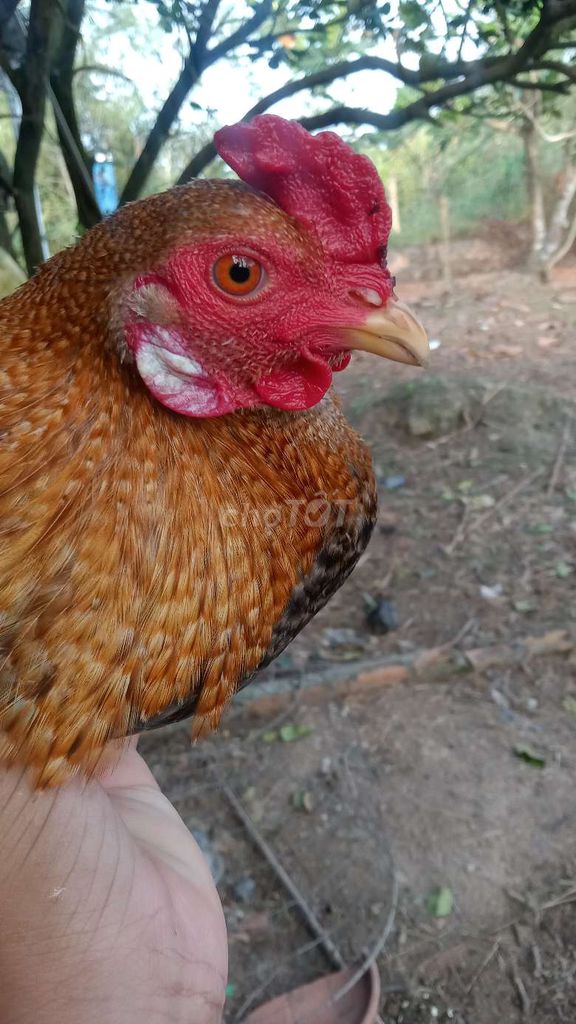 tre  Asil Kelso đực 5 tháng. Mua bán Gà tại Huyện Lấp Vò Đồng Tháp được đăng bởi Nghĩa Nguyen hình 1