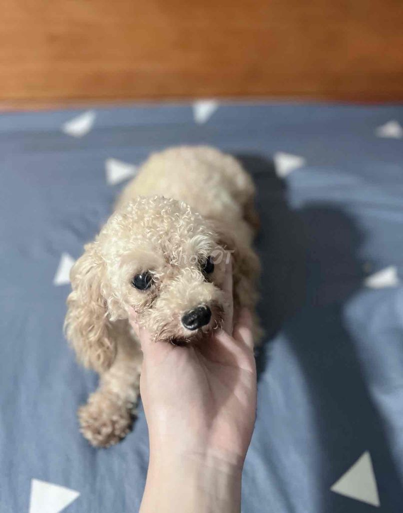 chó ❤️ POODLE TEACUP VÀNG MƠ ❤️. Mua bán Chó tại Huyện Hóc Môn Tp Hồ Chí Minh được đăng bởi Chang hình 6