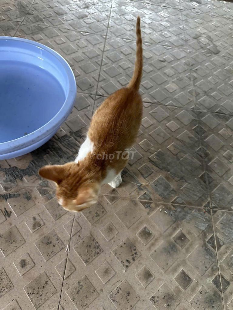 Mèo con 3 tháng tuổi. Mua bán Mèo tại Quận Bình Tân Tp Hồ Chí Minh được đăng bởi Vy Yến hình 1