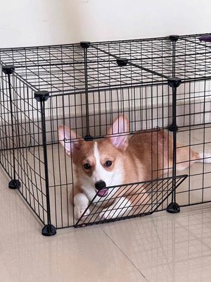 Bé Corgi ham ăn có fix (ảnh thật)