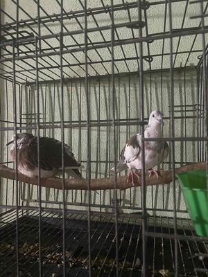 cặp cu thái sinh sản. Mua bán Chim tại Huyện Mang Yang Gia Lai được đăng bởi vinh nguyễn