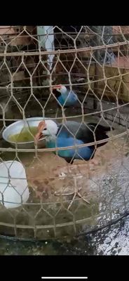 Cặp chim Trích Cồ bố mẹ và 3 chim con .. Mua bán Chim tại Thành phố Thủ Đức Tp Hồ Chí Minh được đăng bởi Lê Hồng Khanh